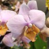 Орхидея Phalaenopsis Tulkan, multiflora (отцвел)