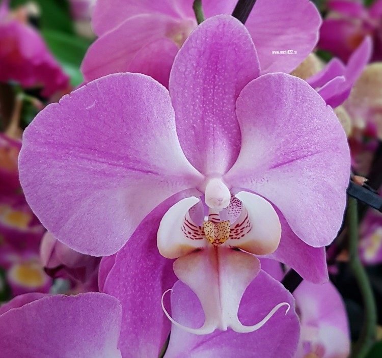 Орхидея Phalaenopsis Purple Dust (отцвел)