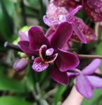 Орхидея Phalaenopsis, mini (отцвел) 
