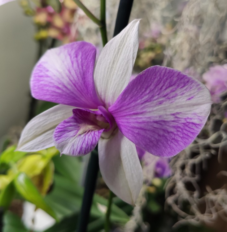 Орхидея Dendrobium (отцвел, деленка)