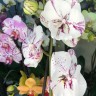 Орхидея Phalaenopsis Chocolate, Big Lip            