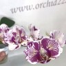 Орхидея Phalaenopsis OX Madonna, peloric 