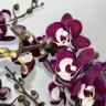 Орхидея Phalaenopsis Big Lip, midi