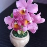 Сувенир "Орхидея каттлея"   