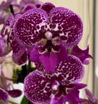 Орхидея Phalaenopsis Big Lip      
