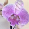 Орхидея Phalaenopsis Big Lip (отцвел, УЦЕНКА)   
