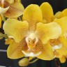 Орхидея Phal. KS Balm Yellow Chocolate, peloric 2 eyes (еще не цвел)    