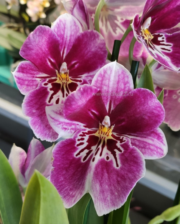 Орхидея Miltonia hybrid 