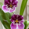 Орхидея Miltonia hybrid 