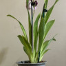 Орхидея Miltonia hybrid 
