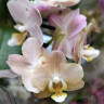 Орхидея Phalaenopsis Perfumе Valkion, multiflora (отцвел)