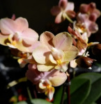 Орхидея Phalaenopsis Perfumе Valkion, multiflora (отцвел)
