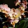 Орхидея Phalaenopsis Perfumе Valkion, multiflora (отцвел)