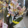 Орхидея Phalaenopsis Perfumе Valkion, multiflora (отцвел)