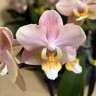 Орхидея Phalaenopsis Perfumе Valkion, multiflora (отцвел)