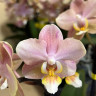 Орхидея Phalaenopsis Perfumе Valkion, multiflora (отцвел)
