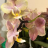 Орхидея Phalaenopsis Perfumе Valkion, multiflora (отцвел)