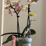 Орхидея Phalaenopsis Perfumе Valkion, multiflora (отцвел)