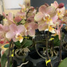 Орхидея Phalaenopsis Perfumе Valkion, multiflora (отцвел)