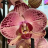 Орхидея Phalaenopsis Paisaje (отцвёл)