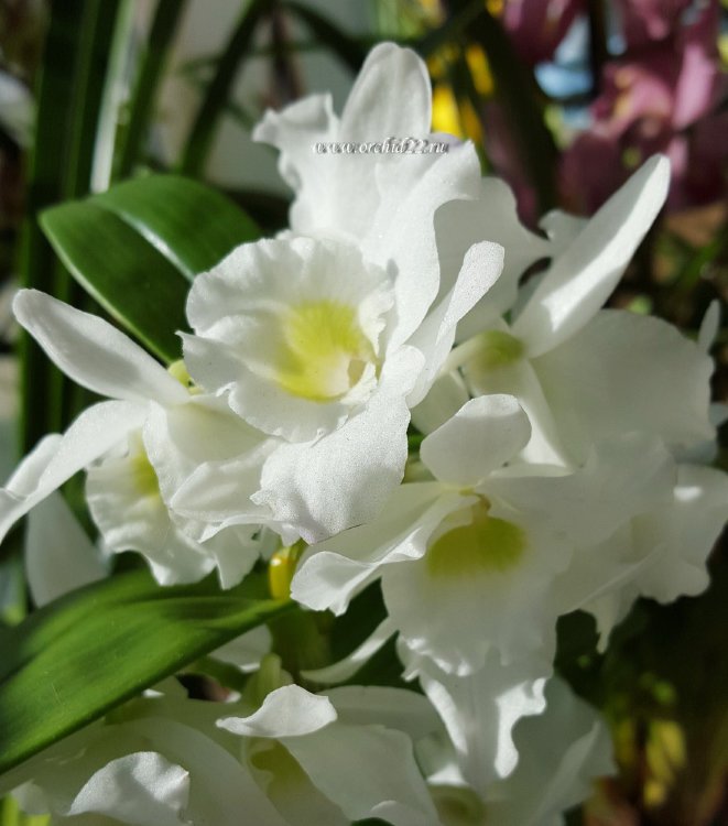 Орхидея Dendrobium Spring Dream Apollon (отцвёл)