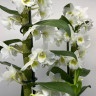 Орхидея Dendrobium Spring Dream Apollon (отцвёл)