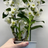 Орхидея Dendrobium Spring Dream Apollon (отцвёл)