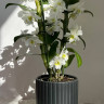 Орхидея Dendrobium Spring Dream Apollon (отцвёл)