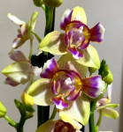 Орхидея Phal. Golden Sand, peloric, multiflora (отцвел, РЕАНИМАШКА*)