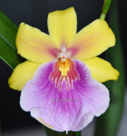 Орхидея Miltonia Sunset Hybriden 