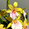 Орхидея Miltonia Sunset Hybriden 