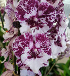 Орхидея Phalaenopsis Chocolate, Big Lip (отцвел, РЕАНИМАШКА*)