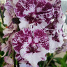 Орхидея Phalaenopsis Chocolate, Big Lip (отцвел, РЕАНИМАШКА*)