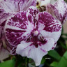 Орхидея Phalaenopsis Chocolate, Big Lip (отцвел, РЕАНИМАШКА*)