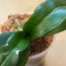Орхидея Phalaenopsis Chocolate, Big Lip (отцвел, РЕАНИМАШКА*)