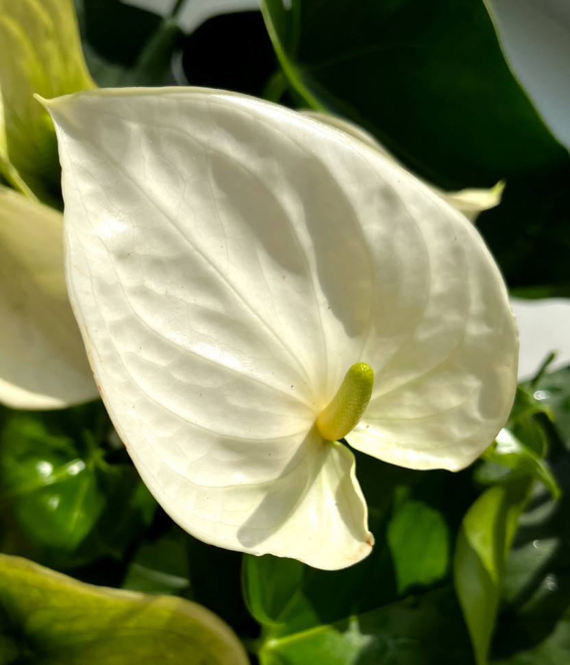 aglaonema blanca Aglaonema 'Super White'