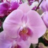 Орхидея Phalaenopsis San Tropez (отцвел)