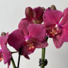 Орхидея  Phalaenopsis, multiflora (отцвел)