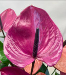 Anthurium Louisiana (отцвел)