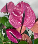 Anthurium Louisiana (отцвел)