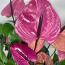 Anthurium Louisiana (отцвел)