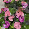 Anthurium Louisiana (отцвел)