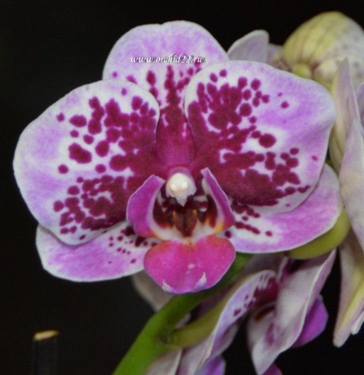 Орхидея Phalaenopsis Baby Beauty, multiflora (отцвел)