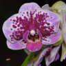 Орхидея Phalaenopsis Baby Beauty, multiflora (отцвел)