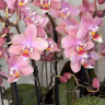 Орхидея Phal.Perfumе Odorion, multiflora (отцвел, РЕАНИМАШКА)