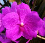 Орхидея Vanda Siriporn Pink (отцвела)