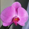 Орхидея Phalaenopsis Singolo pink 