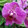 Орхидея Phalaenopsis Living Daylight, multiflora (отцвел)