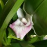 Орхидея Cochleanthes hybrid (отцвел, деленка)  