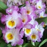 Орхидея Dendrobium nobile (отцвёл, деленка)
